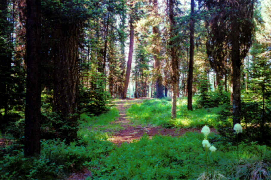 forest4.bmp (1639902 bytes)